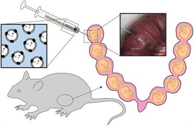 Feto-Maternal Trafficking of Exosomes in Murine Pregnancy Models